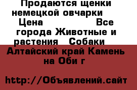 Продаются щенки немецкой овчарки!!! › Цена ­ 6000-8000 - Все города Животные и растения » Собаки   . Алтайский край,Камень-на-Оби г.